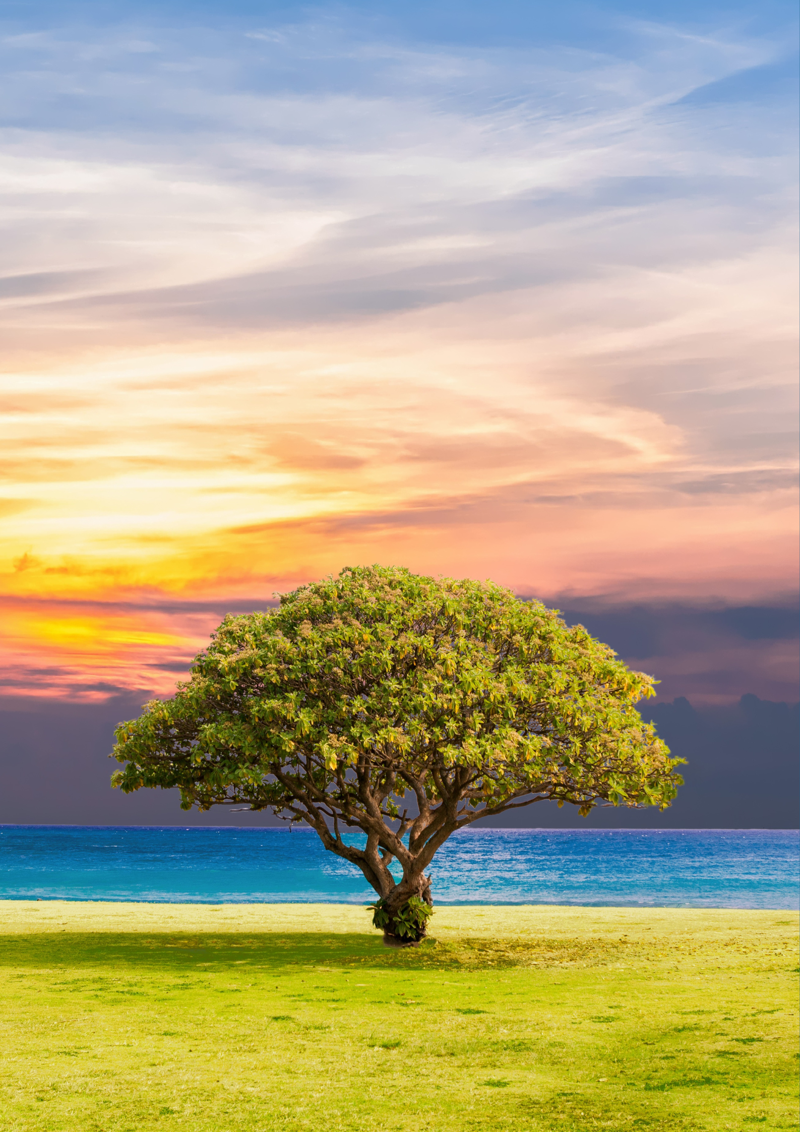 Olivier - symbole de KALAMON